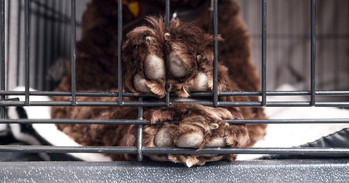 Close-up of a dogs paws in a crate
