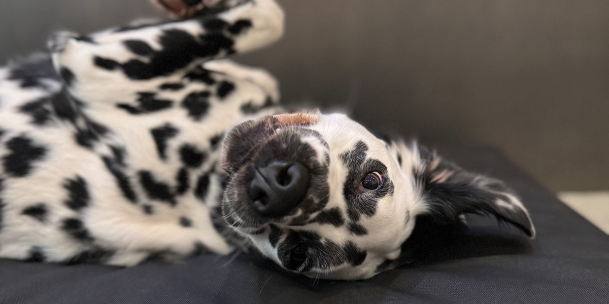 Long hair Dalmation on a Beast Tough Dog Bed