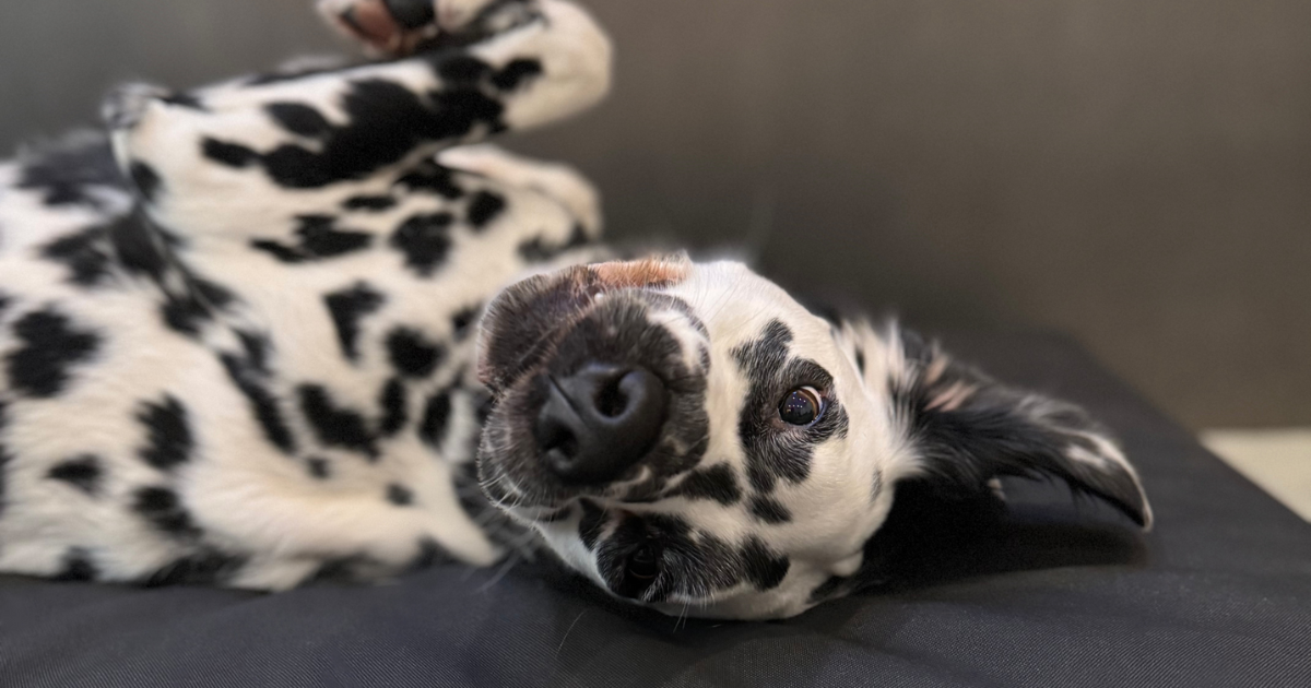 Long hair Dalmation on a Beast Tough Dog Bed