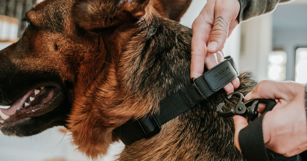 dog collar fit