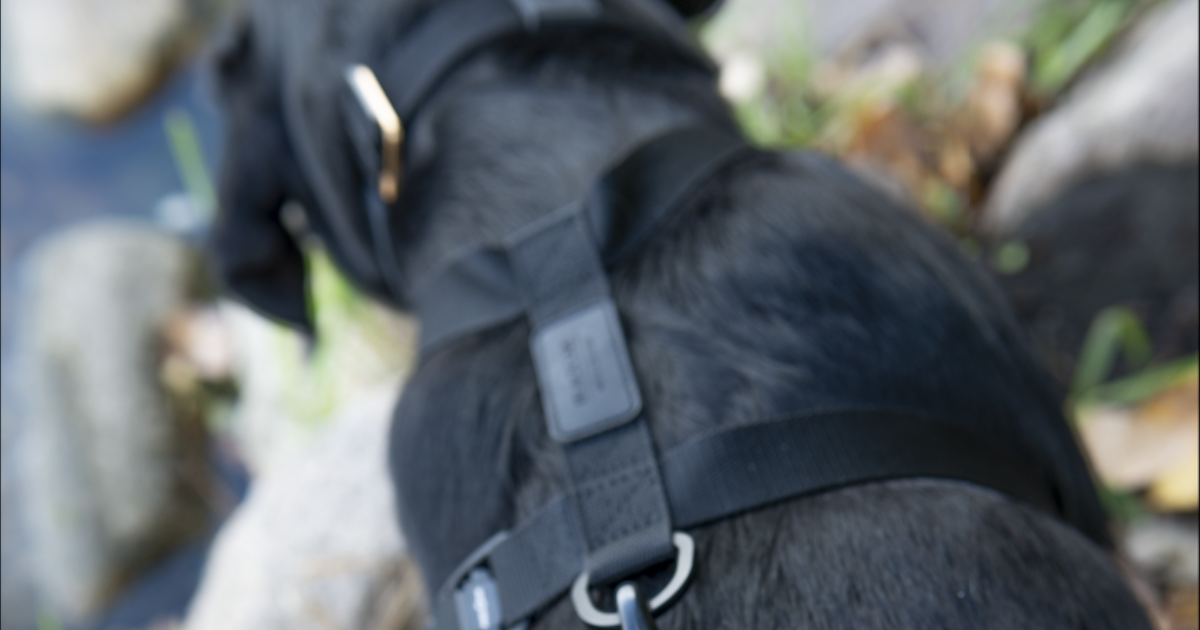 dog harness leash connection