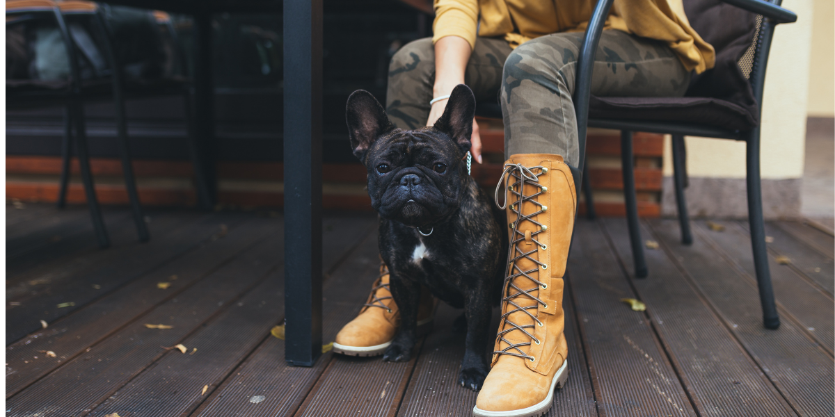 dog at a restaurant with a woman