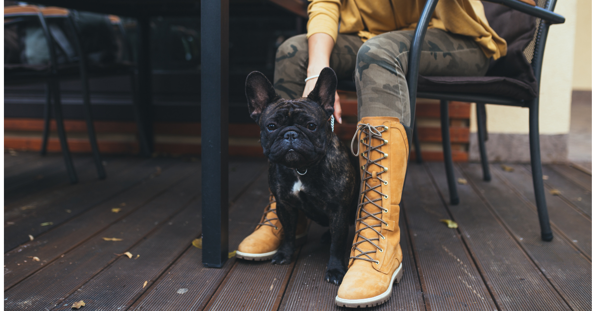 dog at a restaurant with a woman