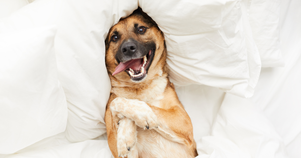 dog in a bed with white sheets