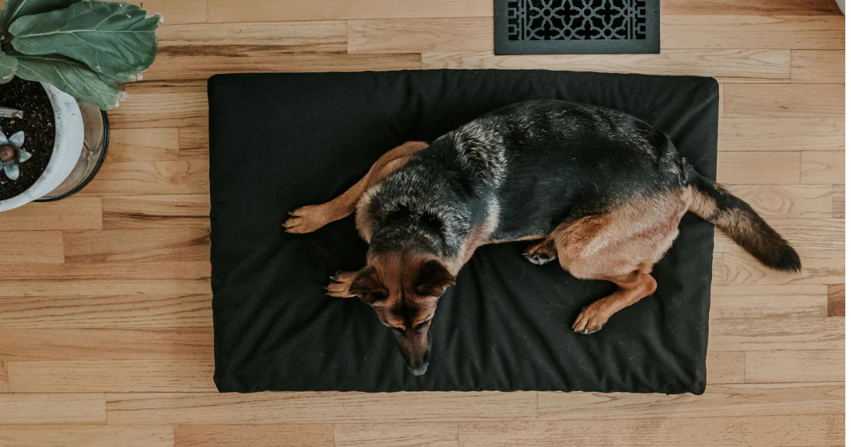 dog on an orthopedic Beast tough dog bed