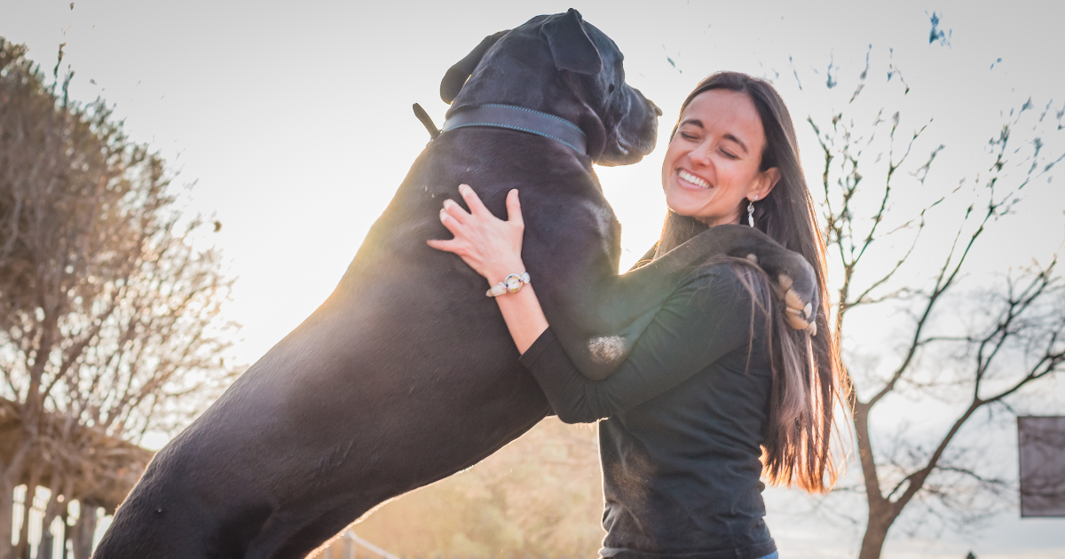 great dane dog jumping up on a girl