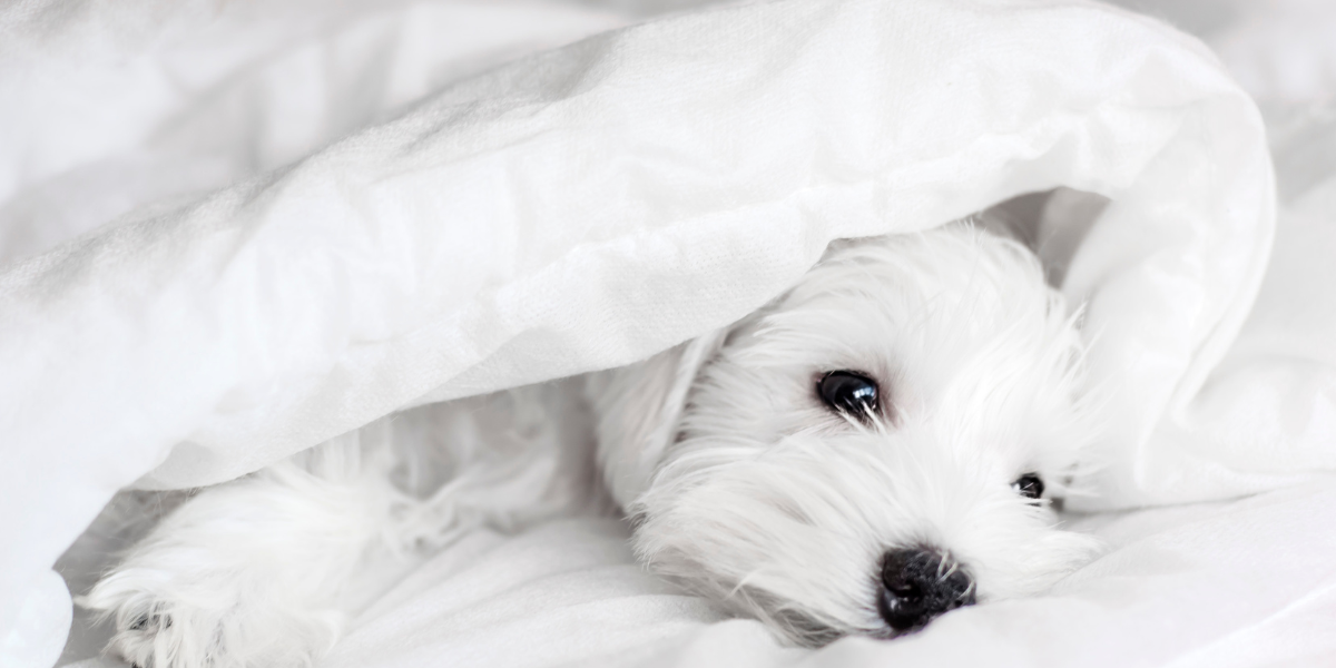 white dog in a clean white bed
