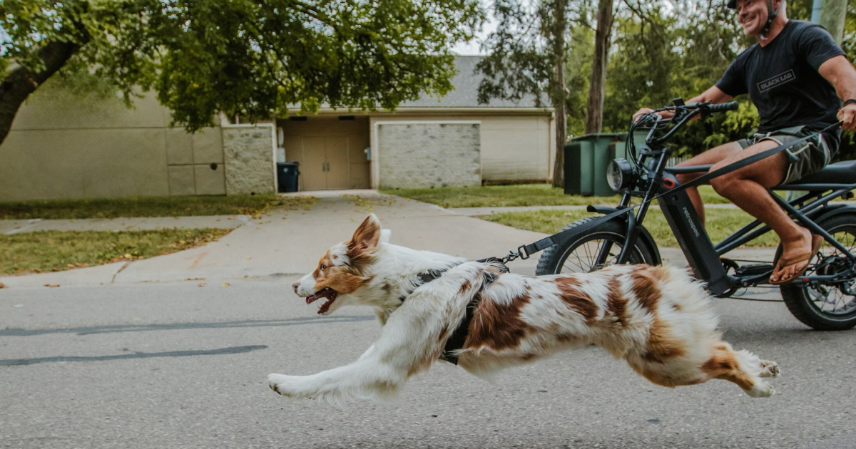 Dog in dog harness running next to a bike