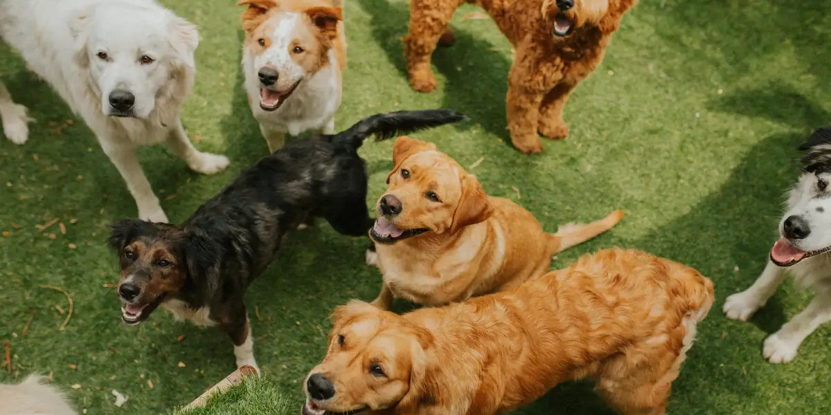 dogs at a dog park