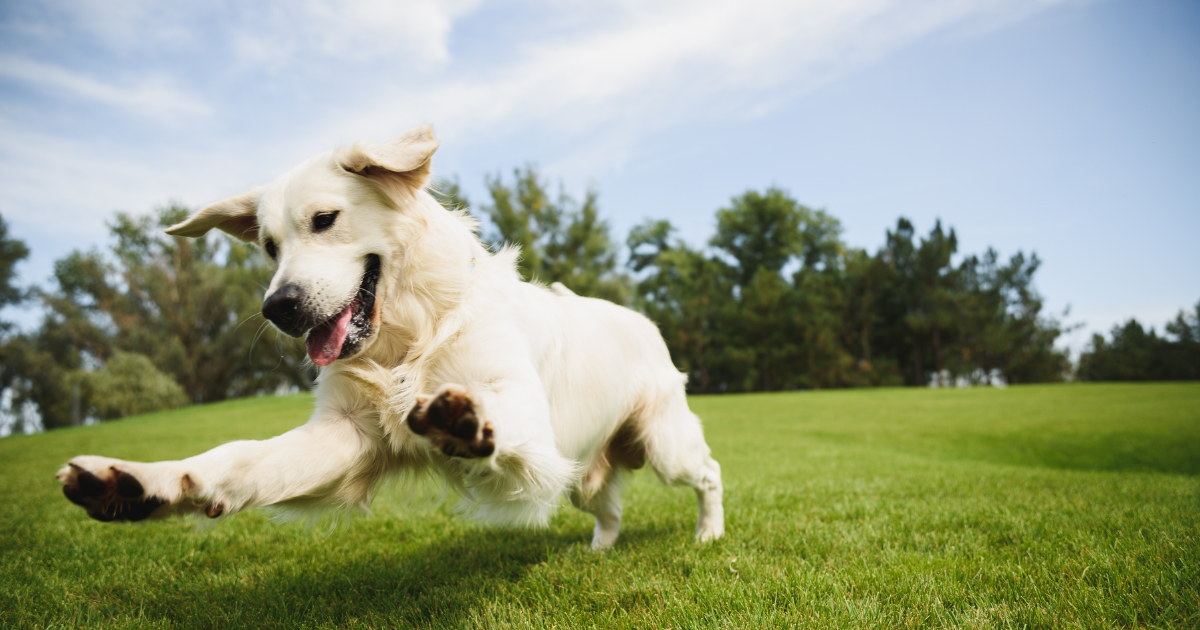 playful dog outside