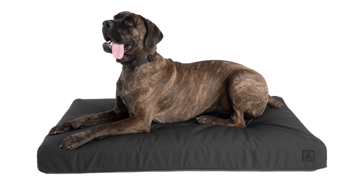 What s Better Than Ballistic Dog Beds Black Lab