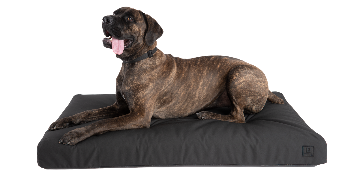 Cane Corso on a Beast Dog Bed