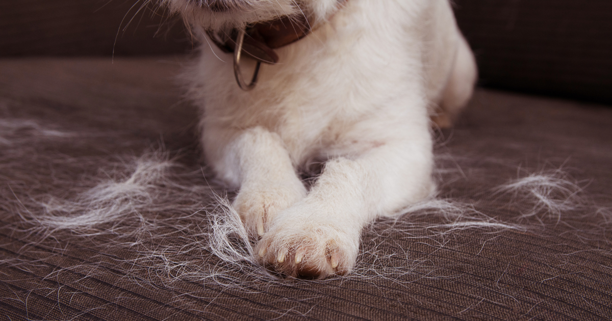 Why Is Dog Hair So Hard to Clean? 3 Expert Tips to Make the Job Easier
