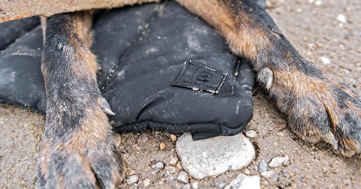 Close-up of dog paws on trailblazer travel dog bed