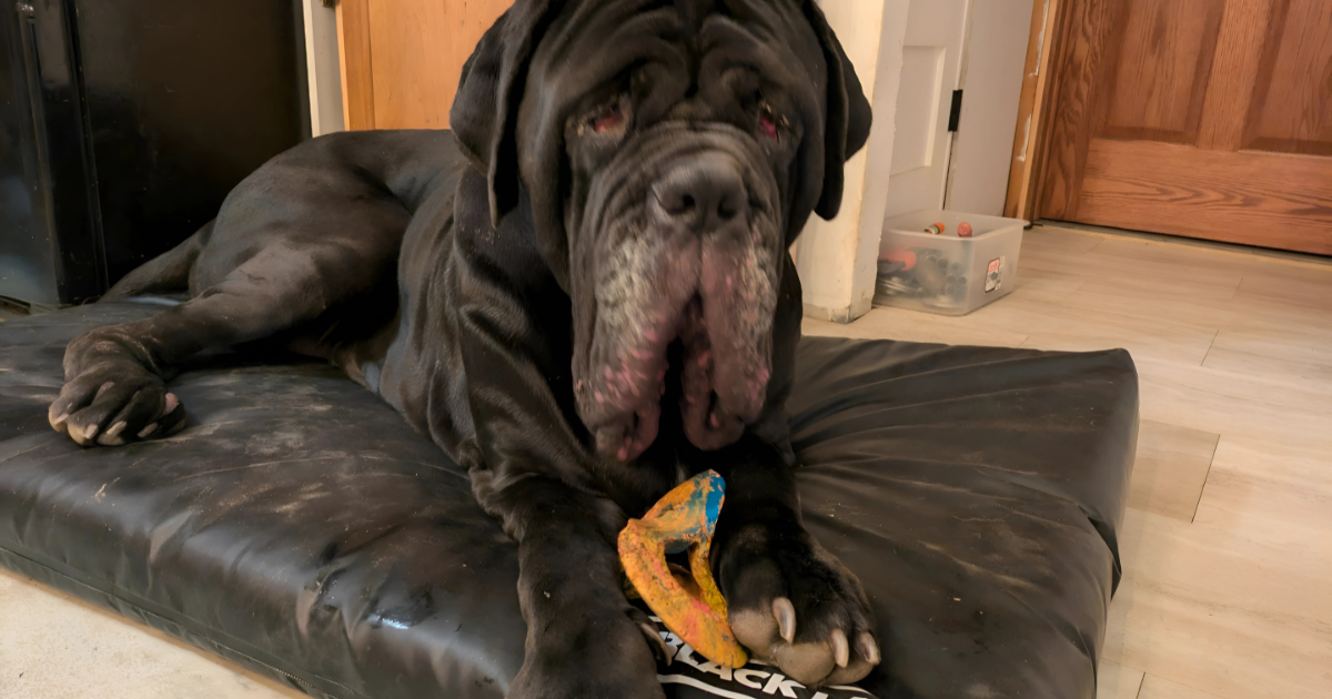 Are “Waterproof” Dog Beds Really Waterproof?