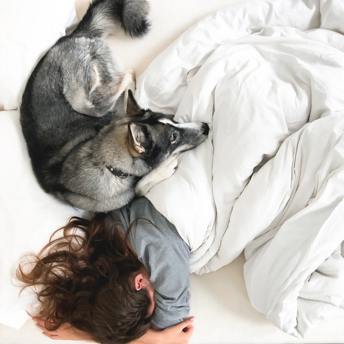 StayFresh™ pet-friendly bedding for dogs who sleep in your bed