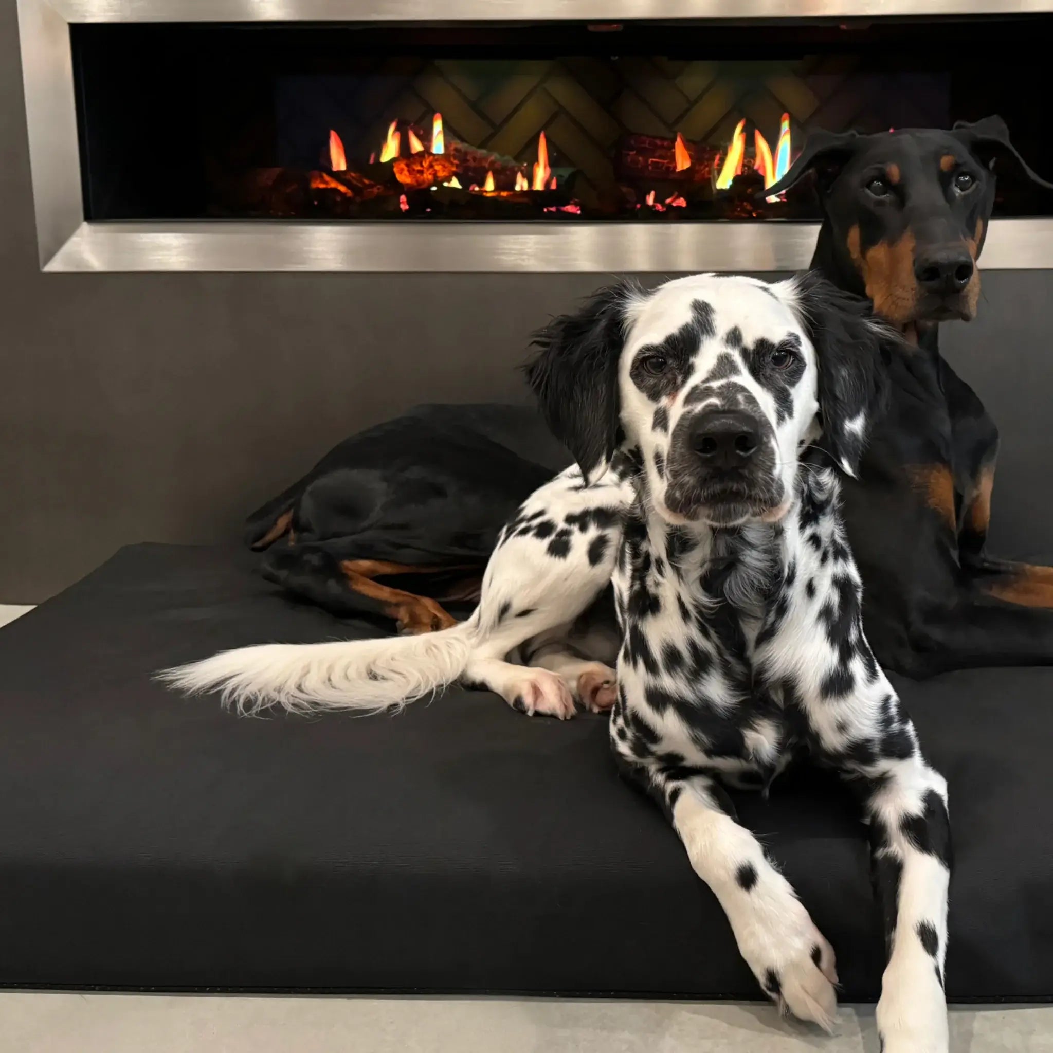 Dogs laying on the Beast dog bed by Black Lab Brands.