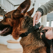 Black Lab Brands Ultralight Dog Collar leash connection
