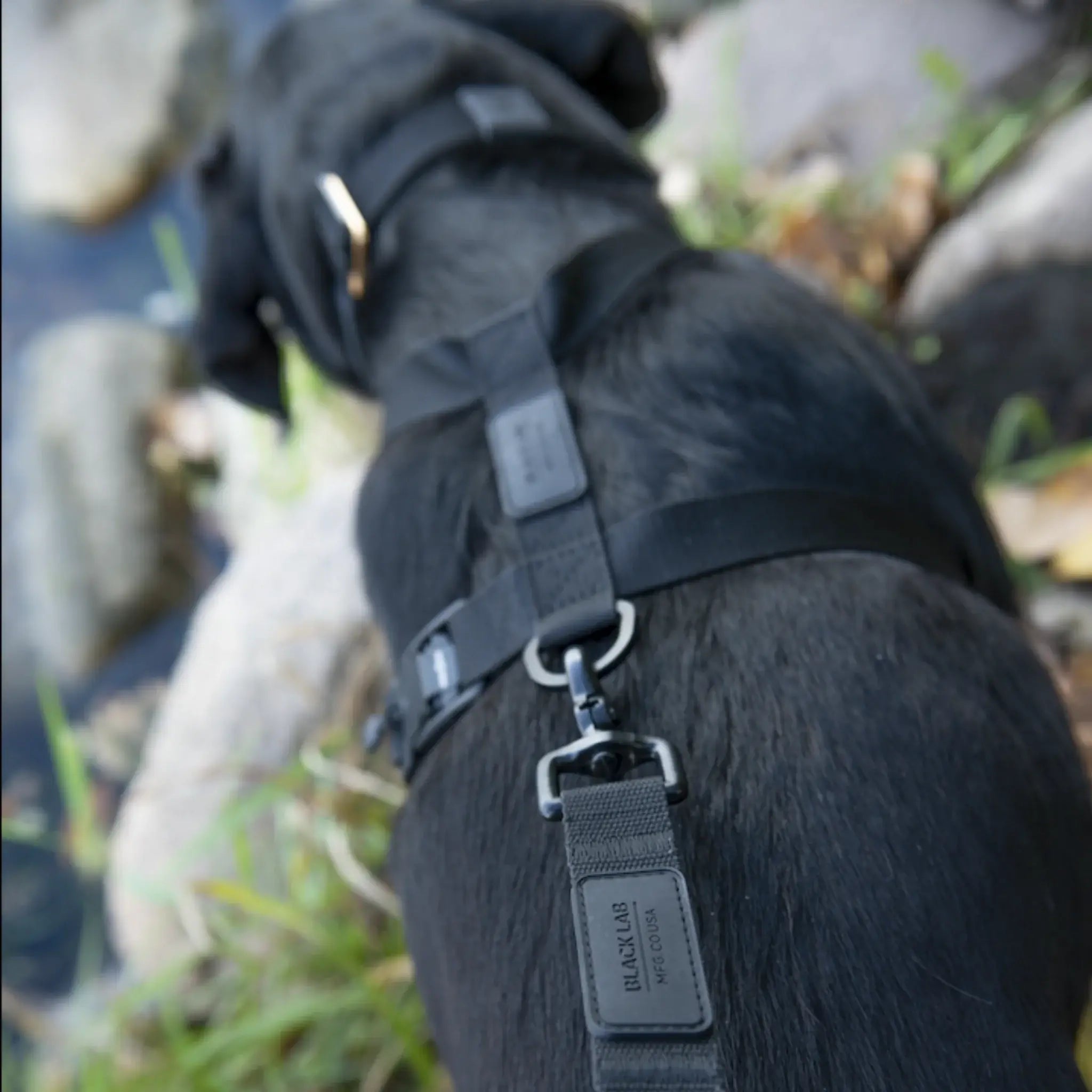 Black Lab Brands Magnetic Ultralight Dog Harness connection point