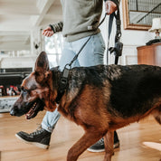 Black Lab Brands Dog Leash and Poop Bag Dispenser set on german shepard
