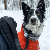 Woven bungee dog leash