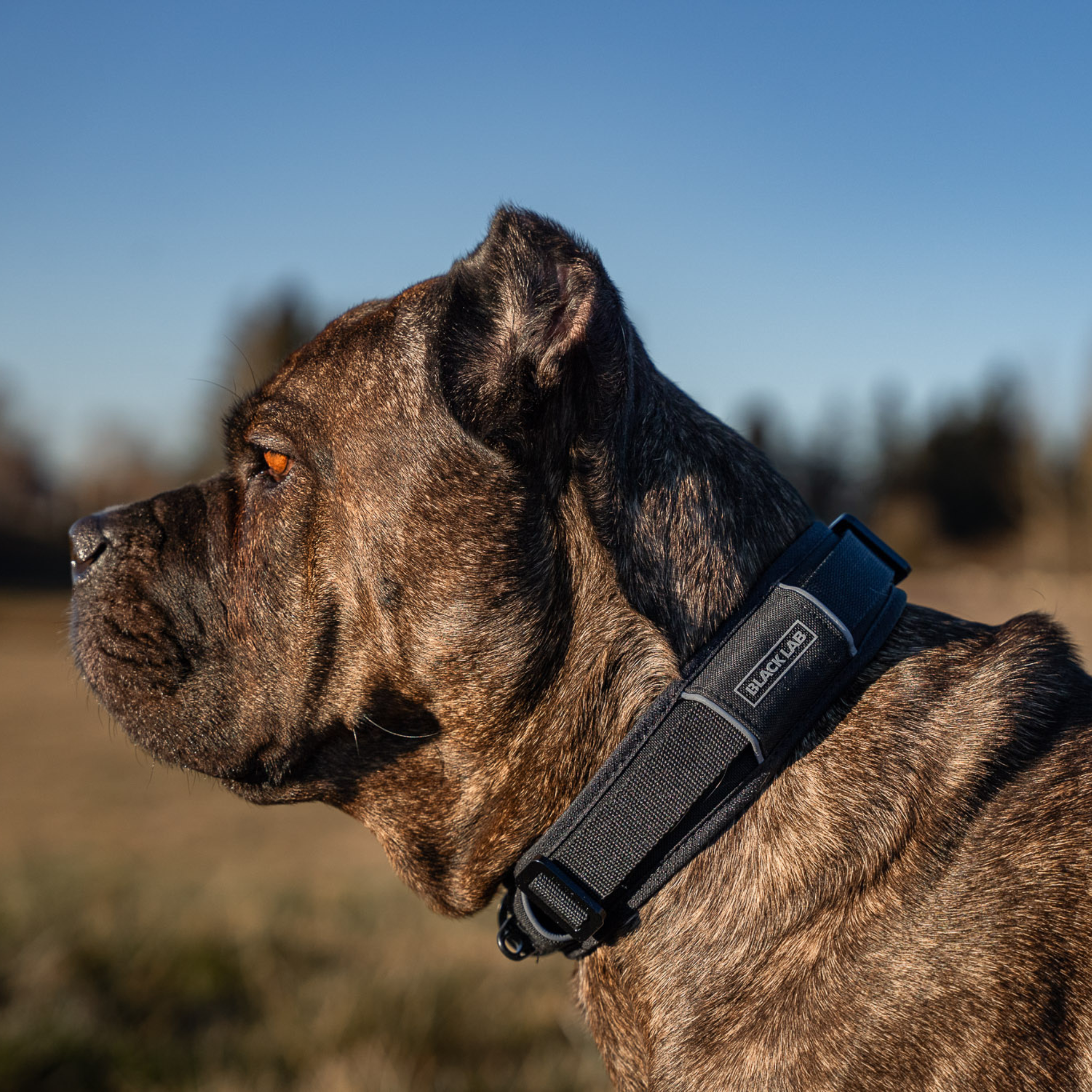 Dog wearing a Padded Dog Collar
