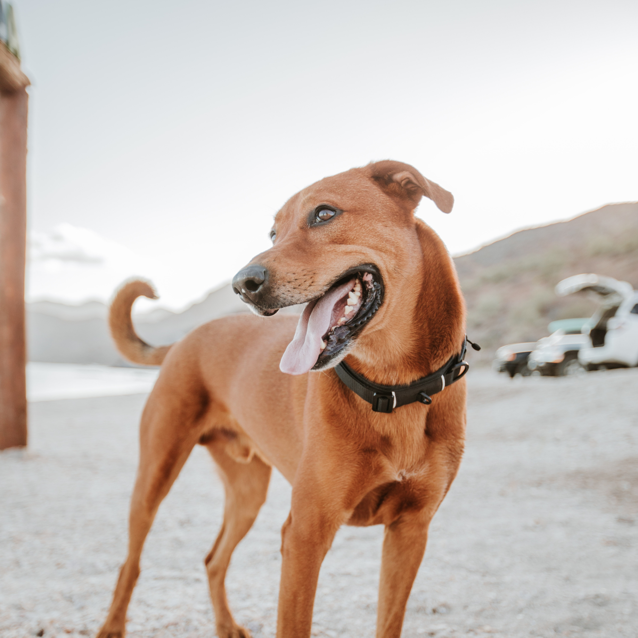dog on beach with magnetic Black Lab Brands padded dog collar