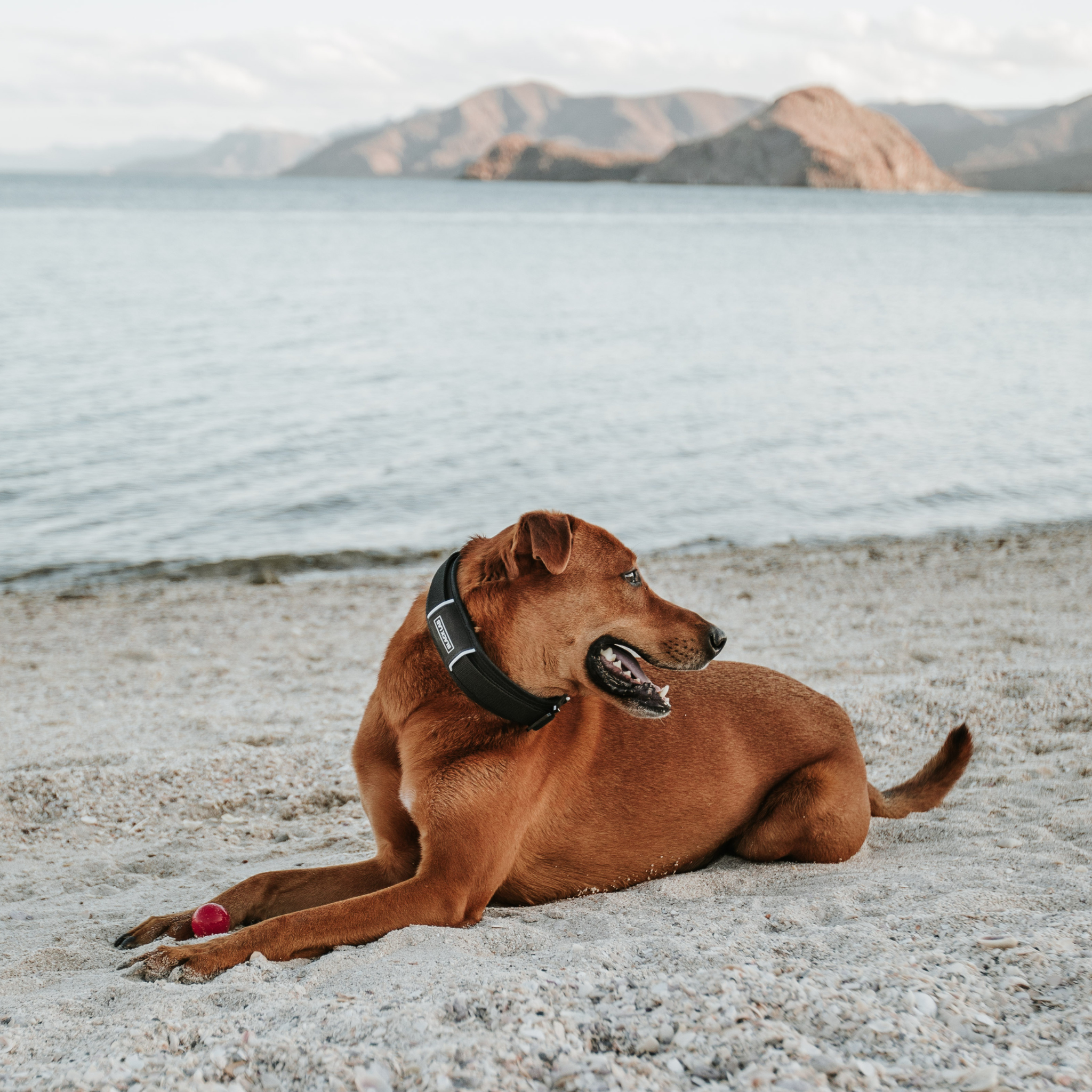 dog on beach with magnetic Fidlock buckle on padded dog collar