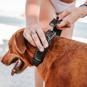 magnetic Fidlock buckle on padded dog collar open