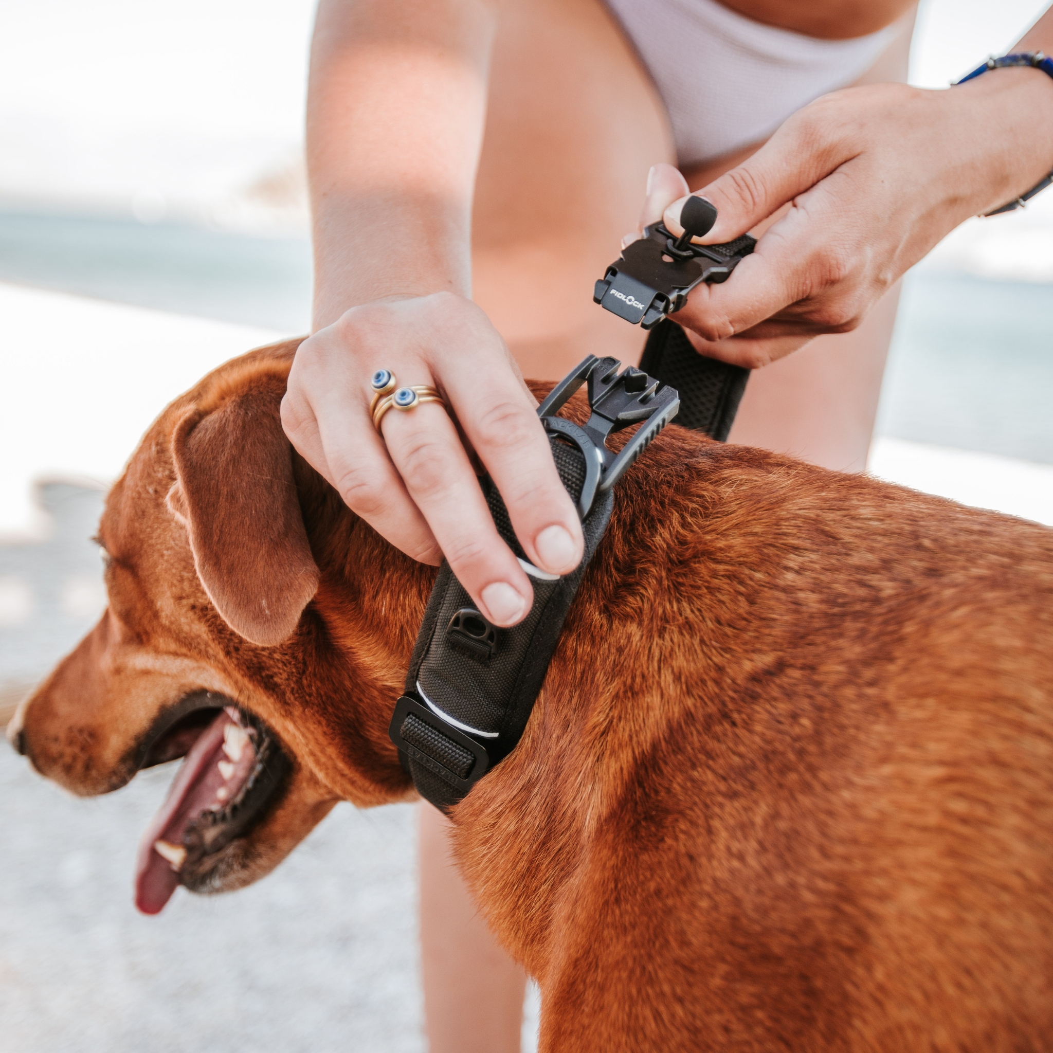 magnetic Fidlock buckle on padded dog collar open