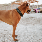 magnetic Fidlock buckle on padded dog collar on a dog
