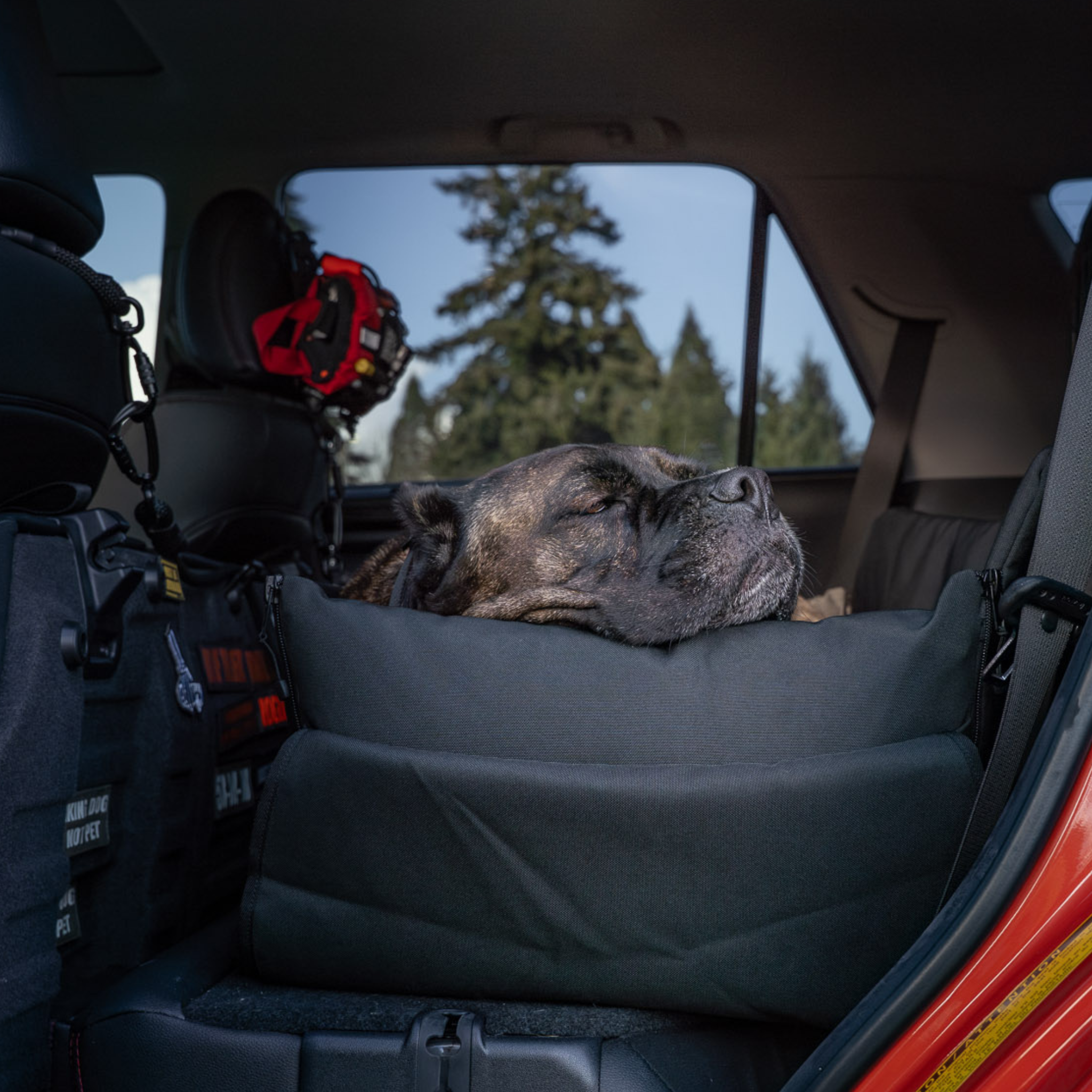 dog  sleeping in a car dog bed