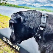 Fidlock buckle magnetic dog collar on Black Lab