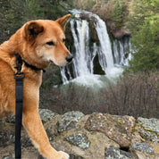 Black Lab Brands woven bungee dog leash dog waterfall