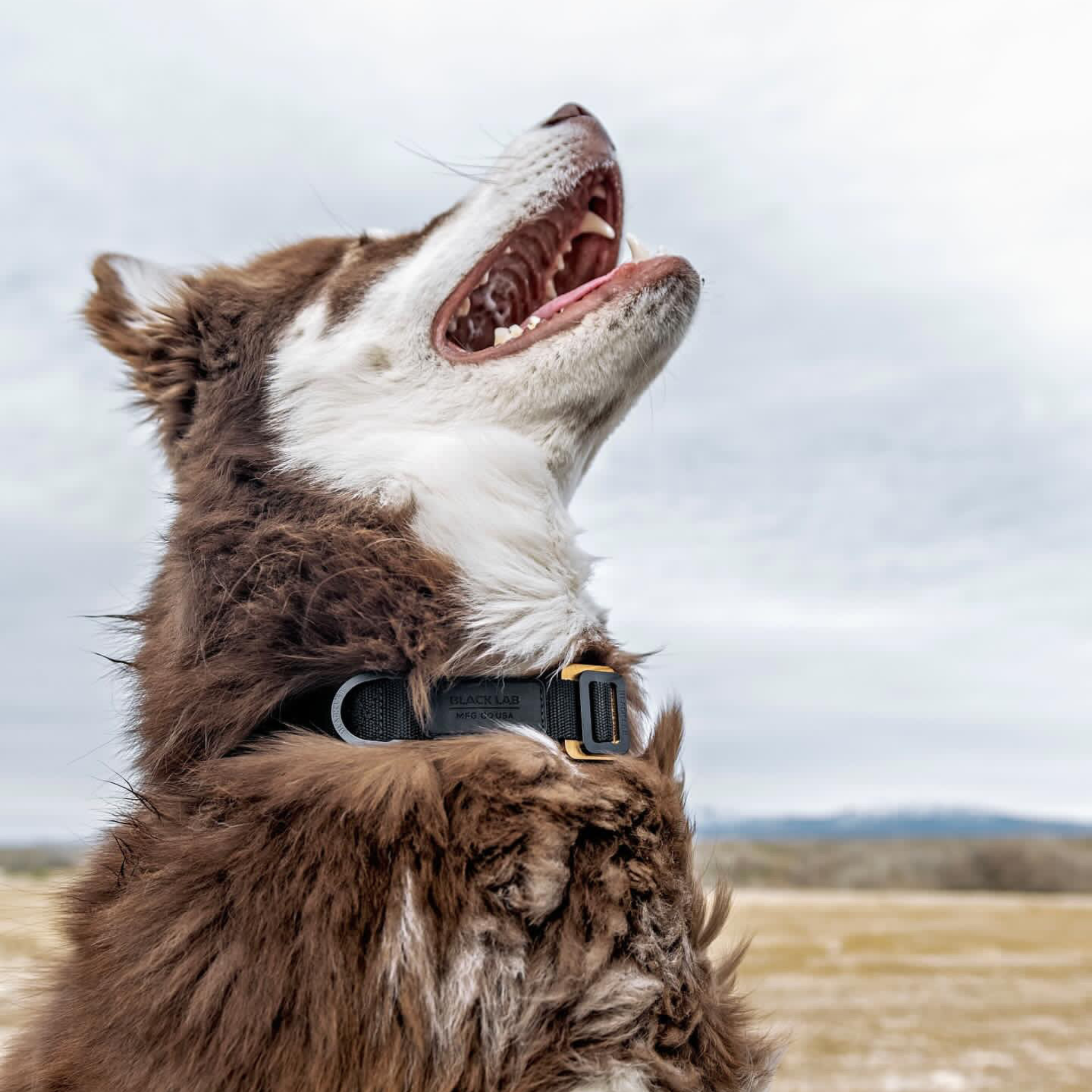 Black Lab Brands Ultralight Dog Collar on dog