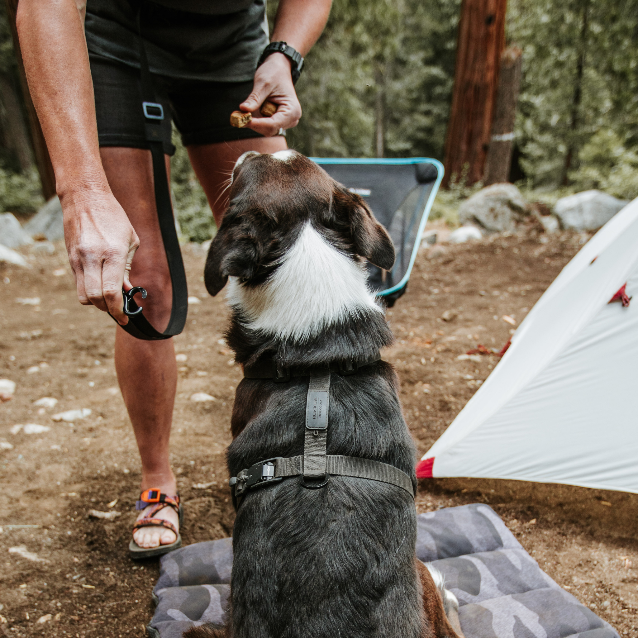 Ultralight Harness on a dog in the woods