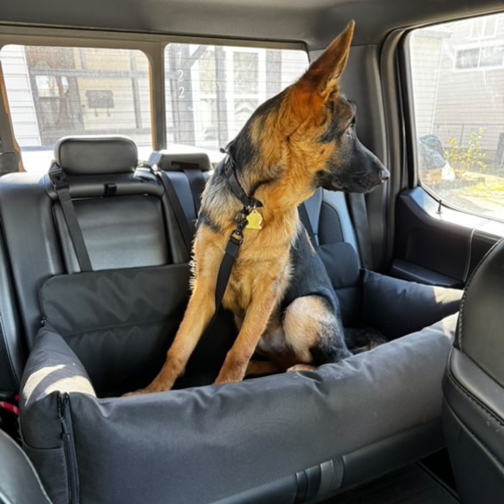 dog in a car dog bed