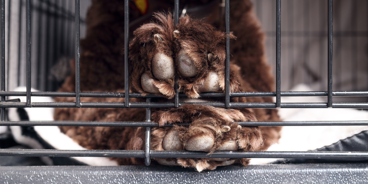 Comfort: The Art of Crate Training for Older Dogs