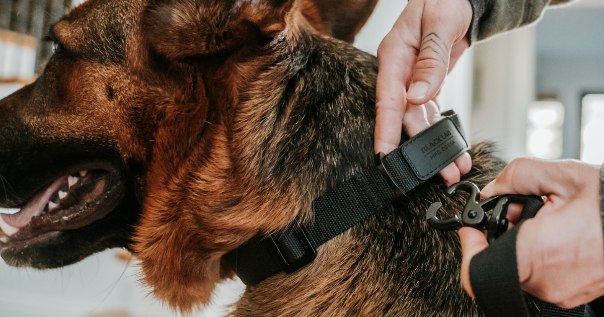 A Guide to Dog Collars: Finding the Perfect Fit – Black Lab