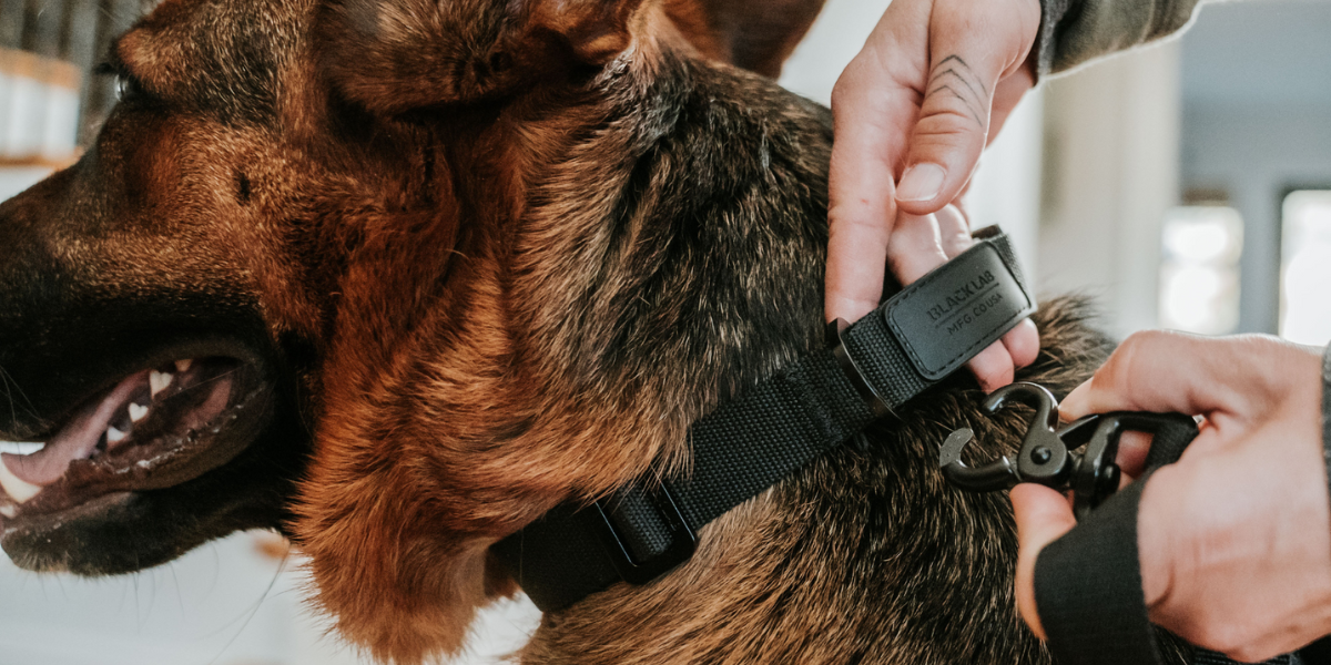 A Guide to Dog Collars: Finding the Perfect Fit