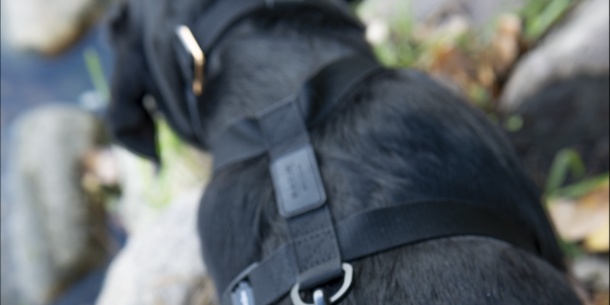 Understanding the Differences between Dog Harnesses and Collars