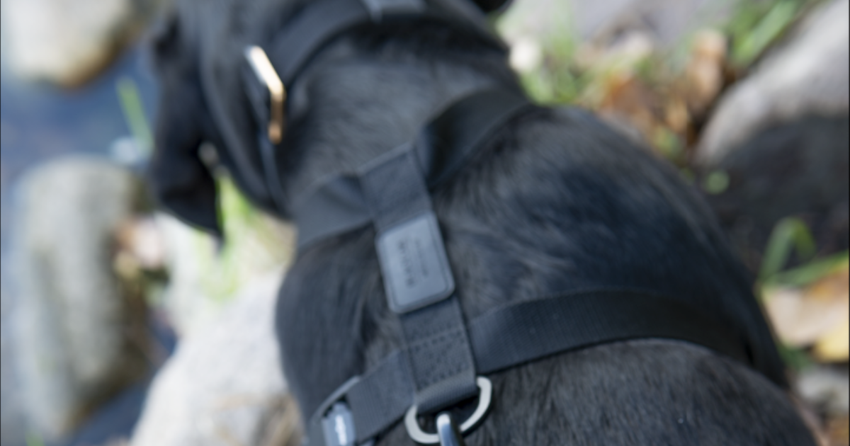 Understanding the Differences between Dog Harnesses and Collars