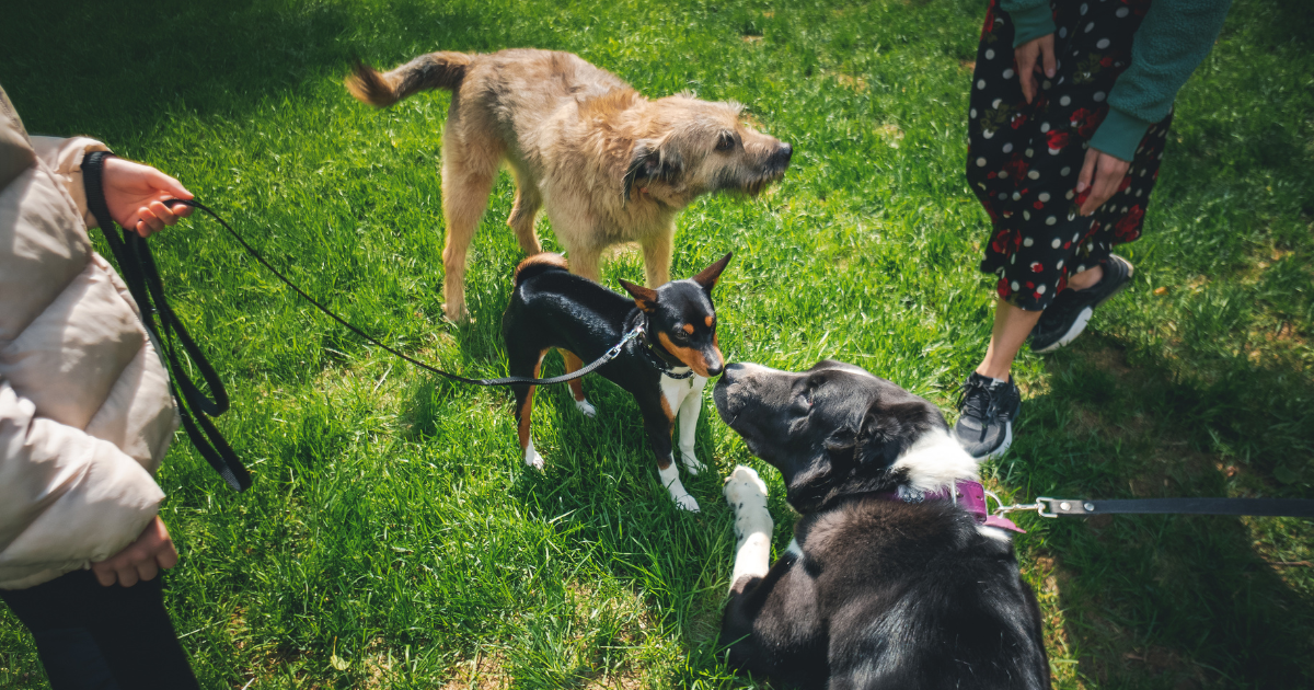 Tips on How to Socialize Your Dog