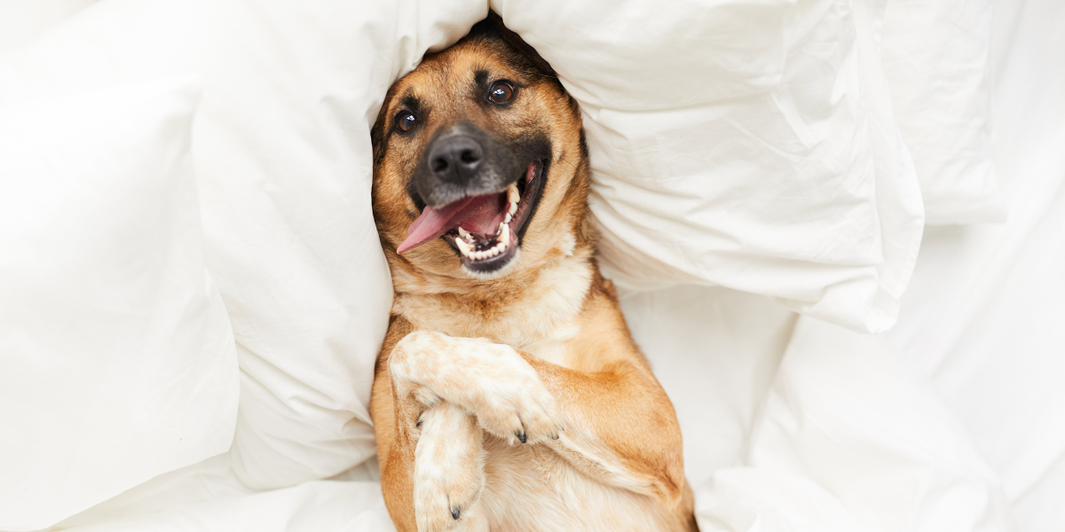 dog in a bed with white sheets