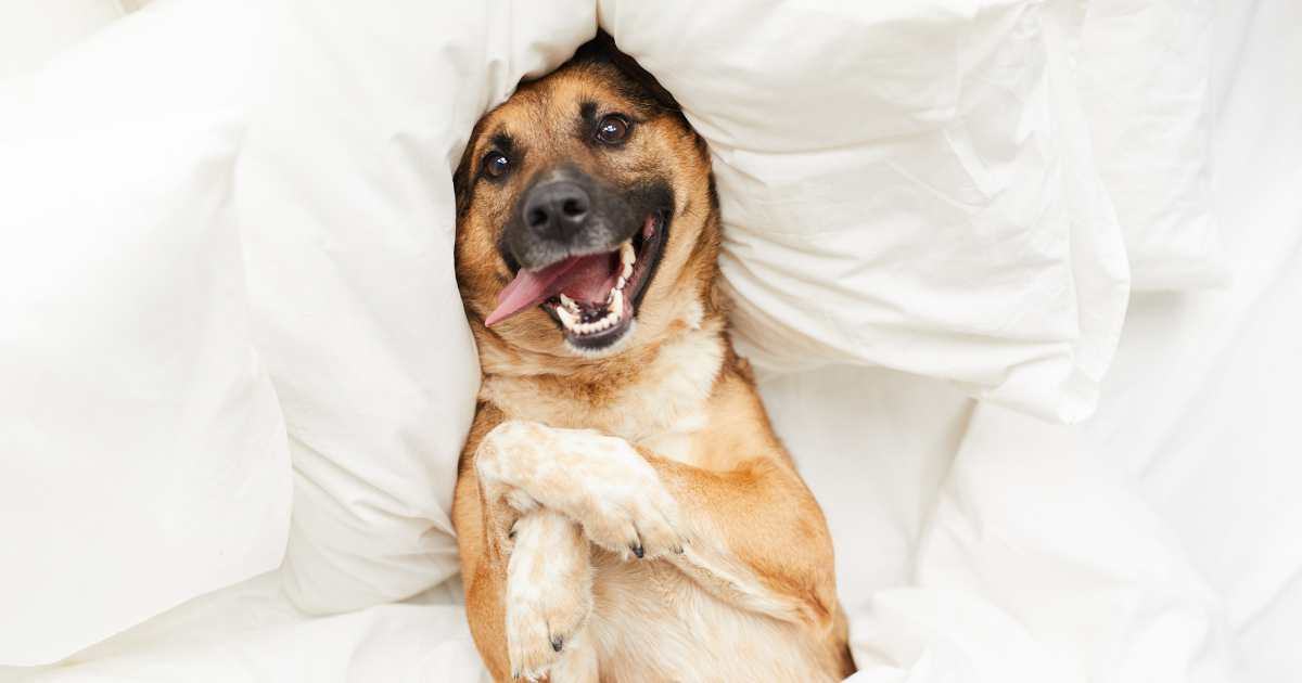 Canine Companionship in Bed: Balancing Cleanliness and Comfort