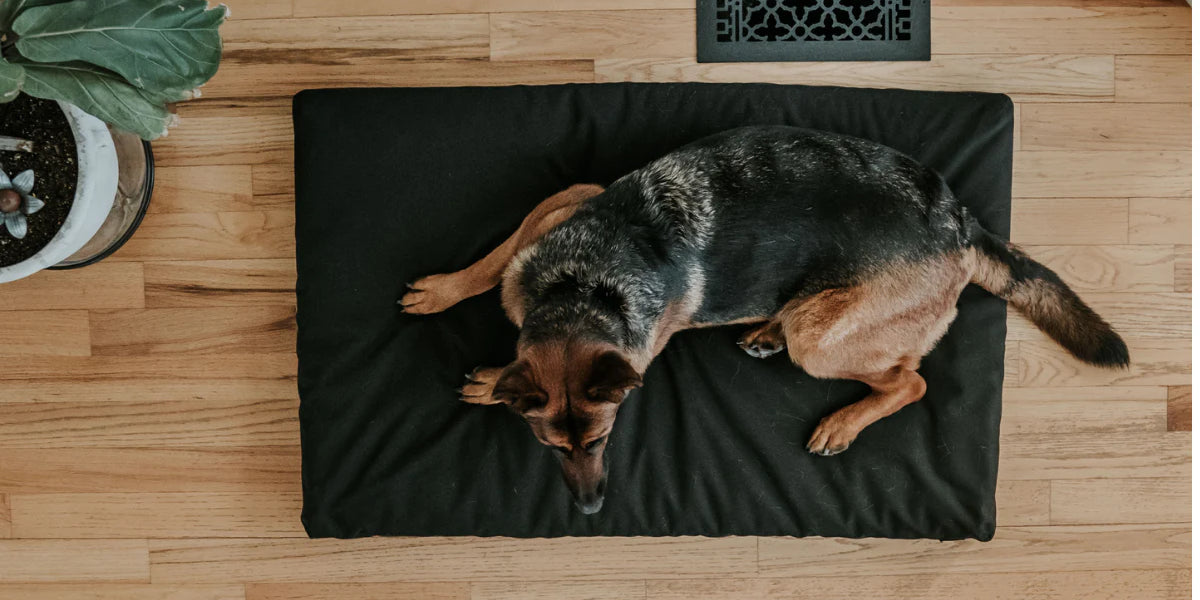 The Importance Of A Dog Bed With The Proper Amount Of Support