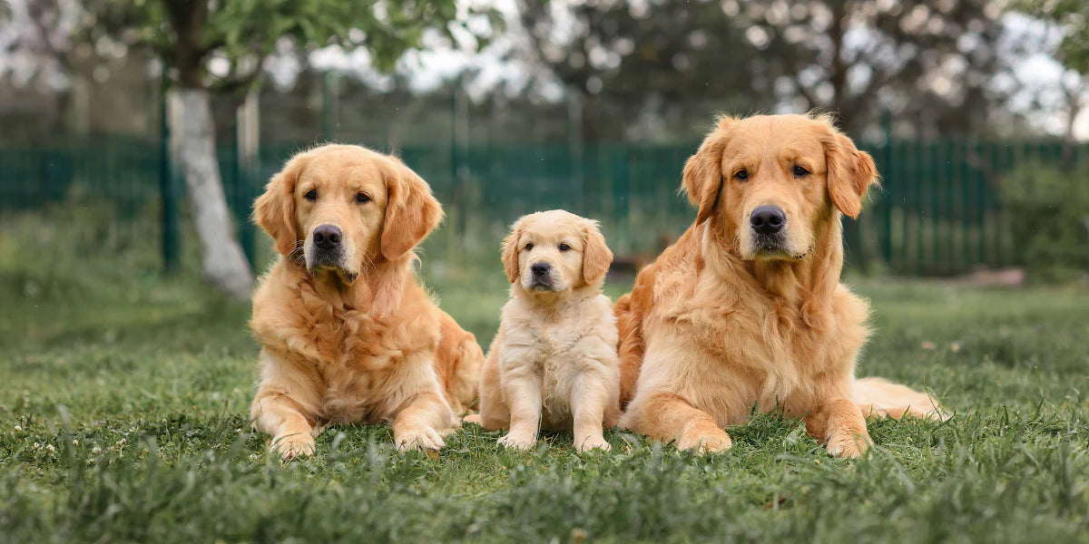 Tailored Exercise: Meeting the Unique Needs of Dogs at Every Life Stage