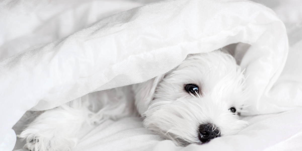 Sleeping Soundly: Dogs in Your Bed, Cleanliness, and StayFresh Pet-Friendly Bedding