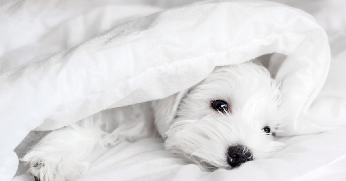 Sleeping Soundly: Dogs in Your Bed, Cleanliness, and StayFresh Pet-Friendly Bedding