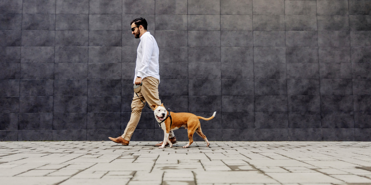 The Simple Guide to Choosing the Right Leash